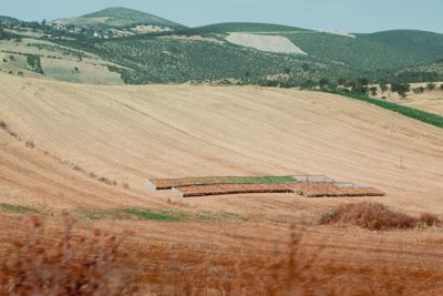 Balaban'de 5.600 m² Müstakil Tapulu Tarla